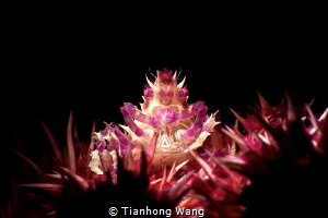HAVING DINNER
Candy crab enjoy the dinner . by Tianhong Wang 